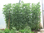 Favas in hoophouse