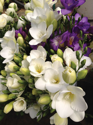 freesia