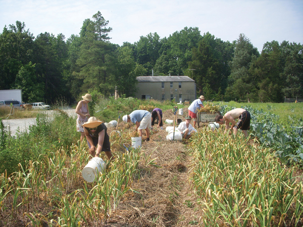garlic harvest