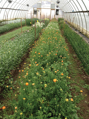 Ranunculus in hoophouse