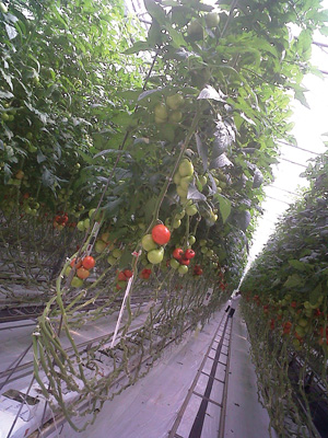 hoophouse tomatoes
