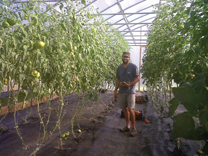 hoophouse tomatoes