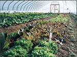 Hoophouse winter crops