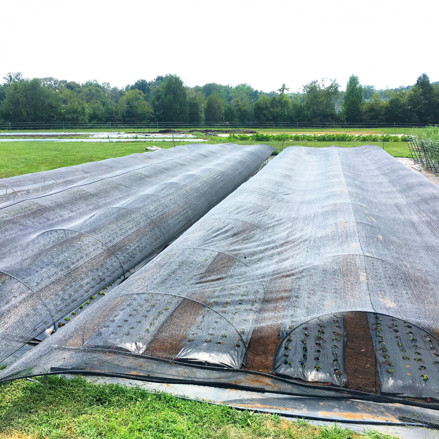 summer-lettuce-lessons-from-southern-growers