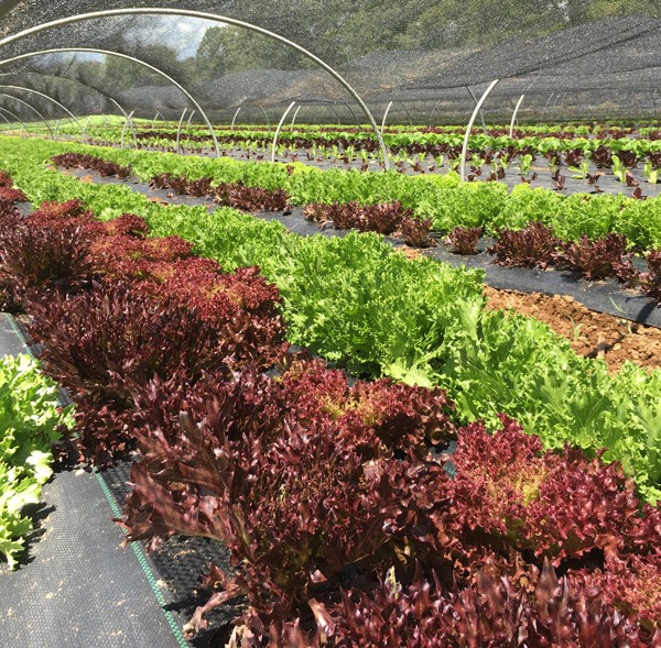 summer-lettuce-lessons-from-southern-growers