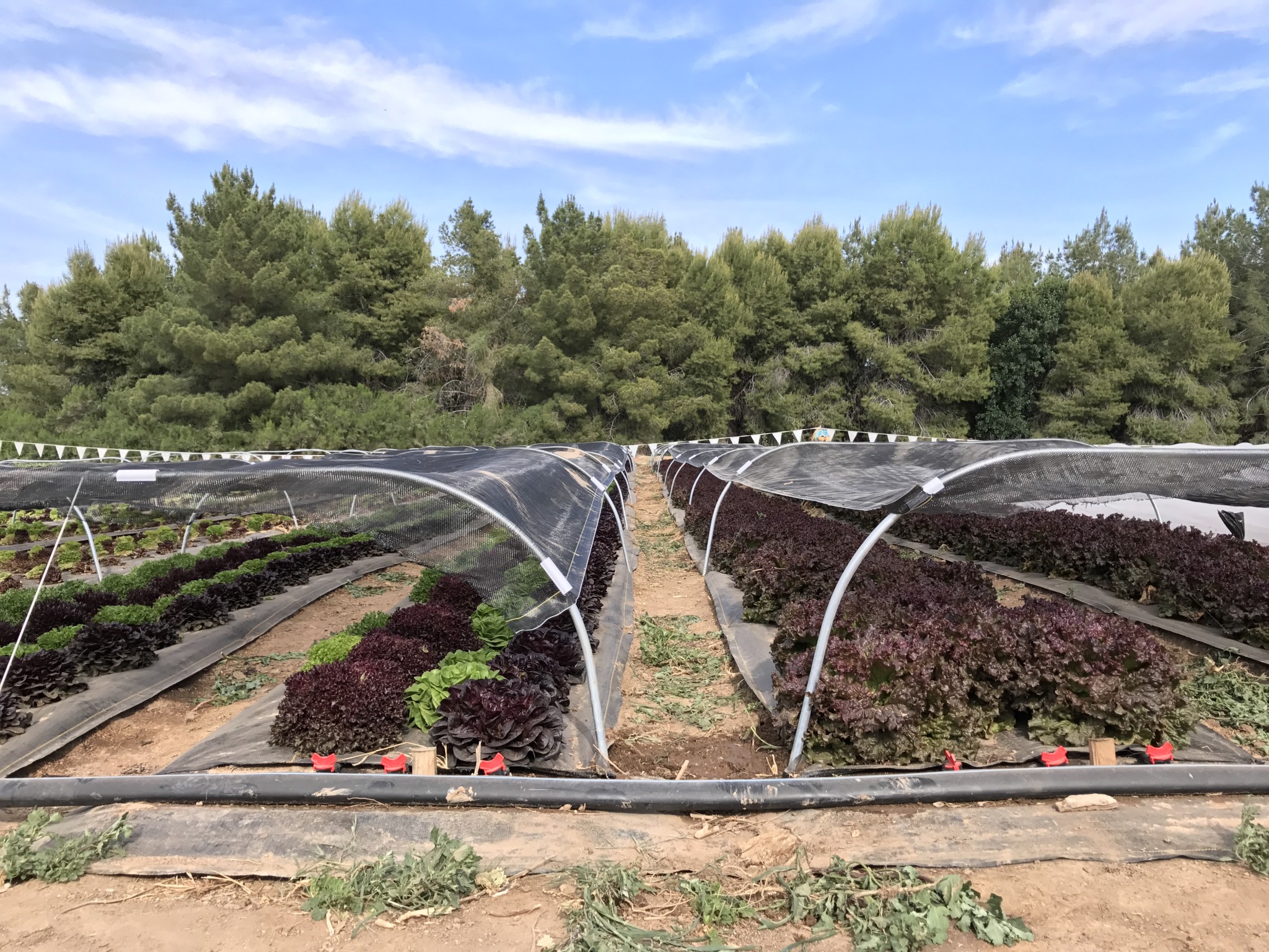 summer-lettuce-lessons-from-southern-growers