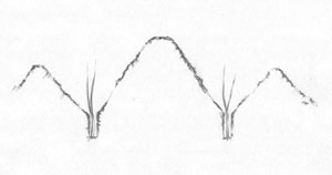 leeks at planting leeks at planting