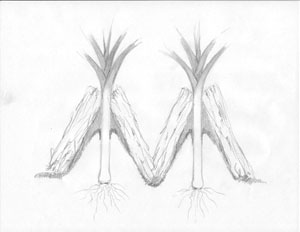 leeks hilled and mulched leeks hilled and mulched