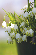 Leucojum