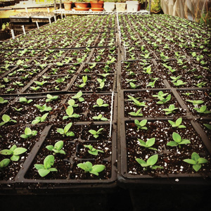 seedlings