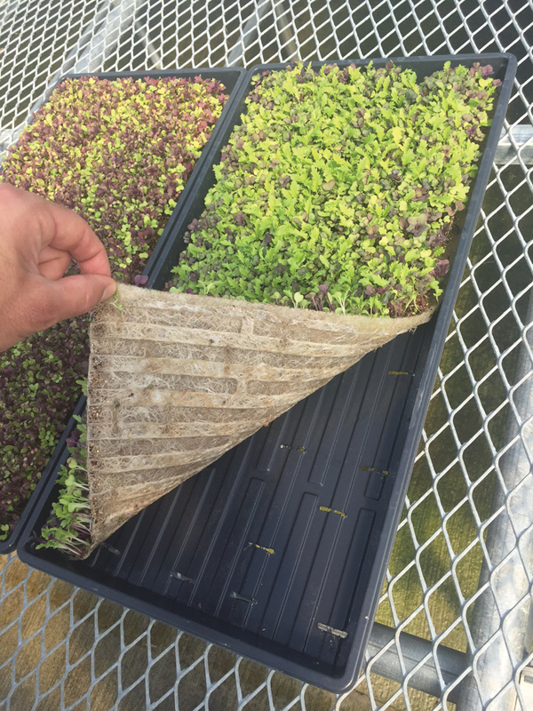 microgreens