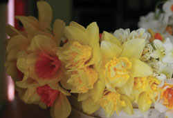 bucket of Dick Wilden