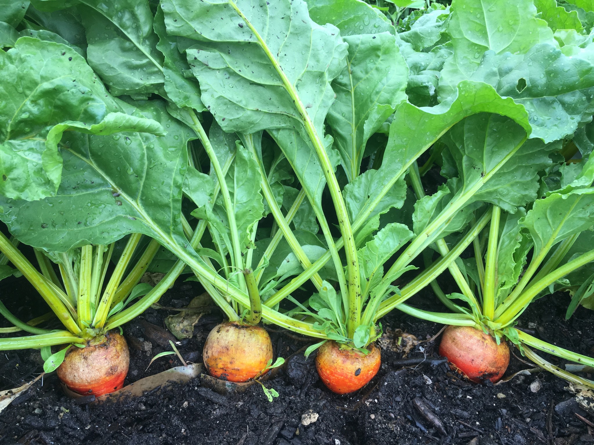 farming-lean-with-paper-pots