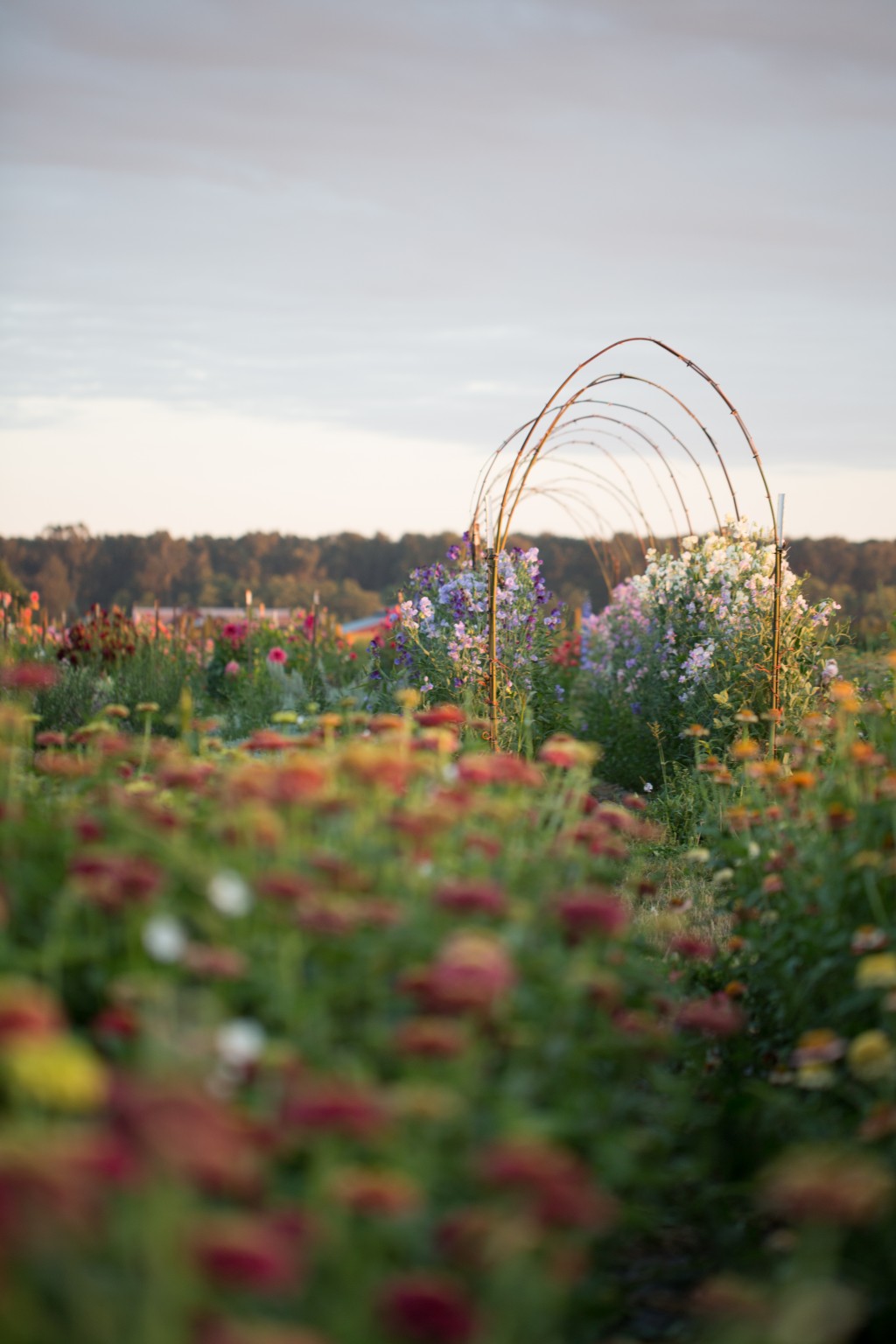 become-the-face-of-your-farm