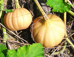 Winter Squash