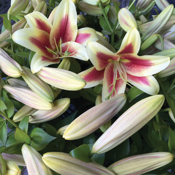 lilies