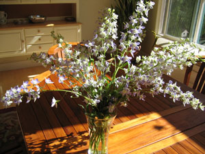 delphinium-varieties