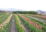 Tulip Field