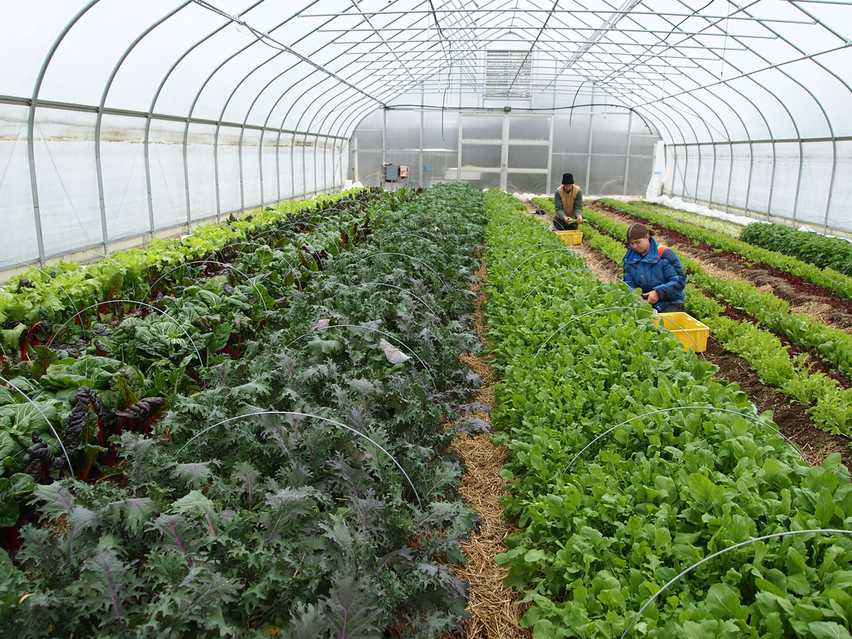 Pleasant Valley farm winter high tunnel