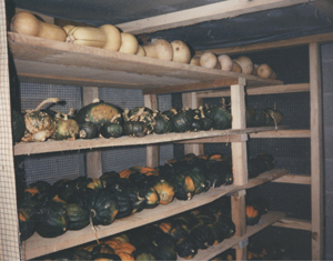 Winter Squash Storage