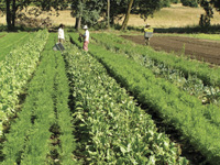 Carrot and beet beds