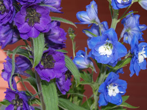 delphinium-varieties