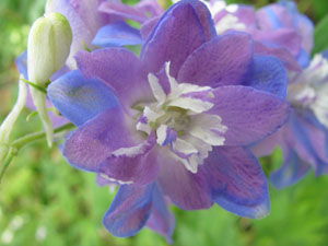 delphinium-varieties