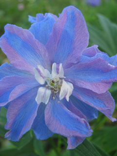delphinium-varieties