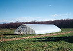 Hoophouse winter