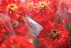 Labeled Zinnias