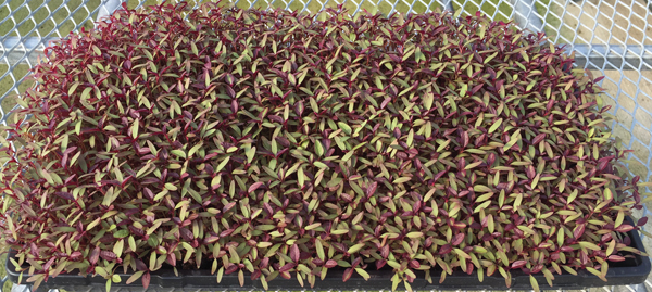 microgreens