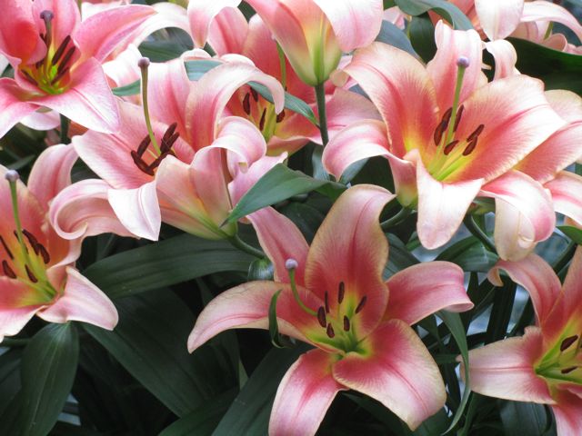 closeup of Gluhwein lily