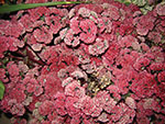 Sedum 1