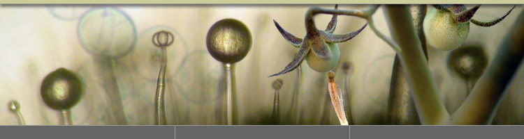 Solanum trichome illustration