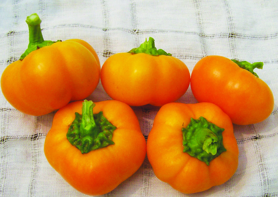 Golden bell pepper