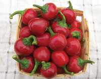 Cherry pepper