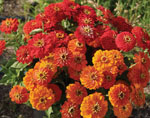 Zinnia 1