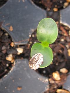 just-germinated sunflowers