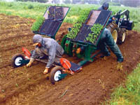 Transplanter