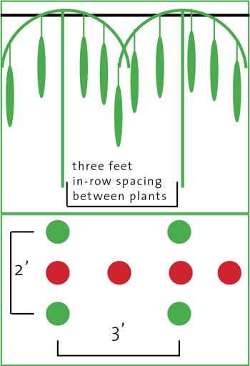 considergrowingcukesumbrellastyle